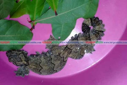 নওগাঁয় তক্ষক পাচারকালে আটক ২