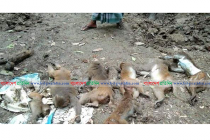 মাদারীপুরে বিষ খাইয়ে বানর হত্যার ঘটনায় মামলা 