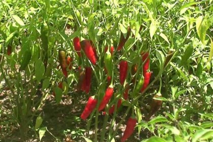 পঞ্চগড়ে মরিচ নিয়ে সংকটে চাষিরা 