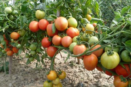 গ্রীষ্মকালীন হাইব্রীড টমেটোর নতুন জাত ‘লাল বাহাদুর’