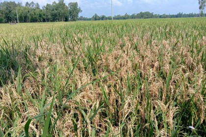 রৌমারীতে বোরো ধানে নেক ব্লাস্টার রোগ; কৃষি বিভাগের পরামর্শ না পেয়ে কৃষক দিশেহারা