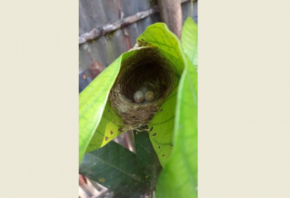 কুমিল্লার প্রকৃতিতে বেড়েছে পাখির আনাগোনা