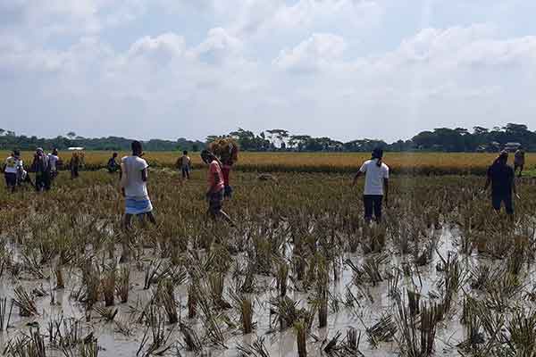 শরীয়তপুরে কৃষকের ধান কেটে দিল ছাত্রলীগ