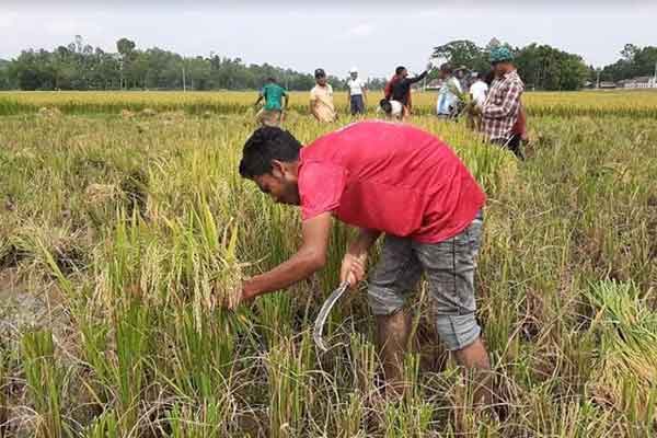 নেত্রকোনায় কৃষকের ধান কেটে দিলেন স্বেচ্ছাসেবকরা