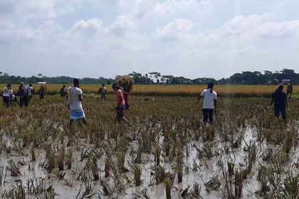 শরীয়তপুরে কৃষকের ধান কেটে দিল ছাত্রলীগ