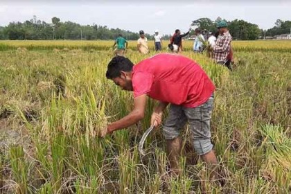 নেত্রকোনায় কৃষকের ধান কেটে দিলেন স্বেচ্ছাসেবকরা