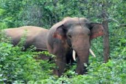 জামালপুরে বন্য হাতির আক্রমণে কৃষকের মৃত্যু