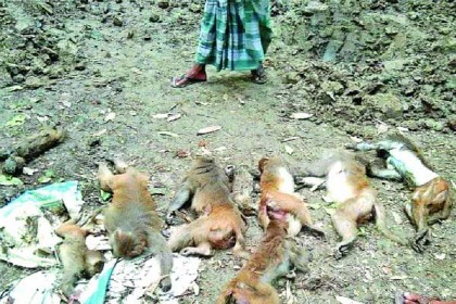 খাবারে বিষ মিশিয়ে বানর হত্যার ঘটনায় তদন্ত কমিটি