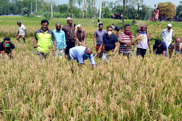 বগুড়ায় কৃষকের ধান কেটে ঘরে
তুলে দিলো কৃষক লীগ