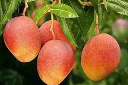 রাজশাহীতে আম পাড়ার সময় নির্ধারণ, বাজার নিয়ে দুশ্চিন্তায় চাষিরা