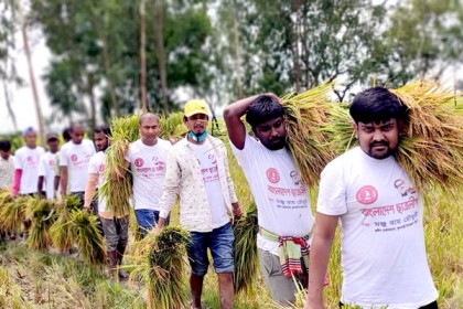 ফুলবাড়ীতে অসহায় কৃষকের ধান কেটে ঘরে তুলে দিলো ছাত্রলীগ
