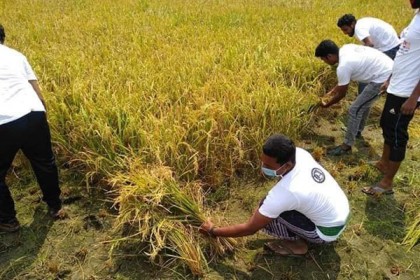 ঝিনাইদহে কৃষকের পাকা ধান কেটে দিল ছাত্রলীগ