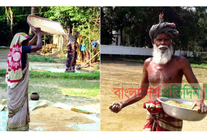 বোরো উঠছে গোলায়, আউশ আবাদে ব্যস্ত কৃষক