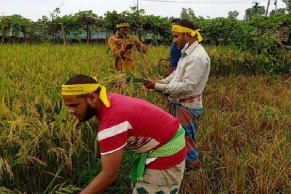 লালমনিরহাটে ধান কাটলেন প্রাথমিক চাকরি প্রত্যাশী প্রার্থীরা