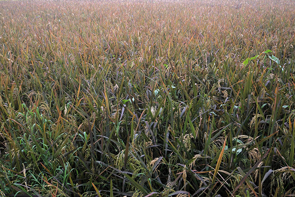 নজর কেড়েছে বেগুনি রঙের ‘সুন্দরী’ ধান  