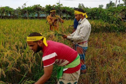 লালমনিরহাটে ধান কাটলেন প্রাথমিক চাকরি প্রত্যাশী প্রার্থীরা