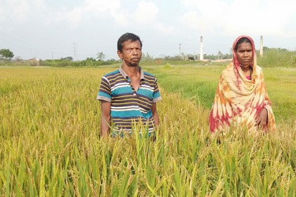 ধামরাইয়ে ৩০ একর জমির ধান পুড়ল ইটভাটার গরম হাওয়ায় 

