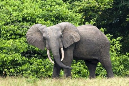 কুড়িগ্রামের রাজিবপুর সীমান্তে বুনো হাতির আতঙ্কে এলাকাবাসী!