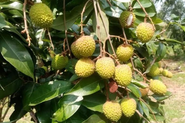 
শ্রীপুরে লিচুর ফলন ভালো, ন্যায্য দামে বিক্রি নিয়ে শঙ্কা