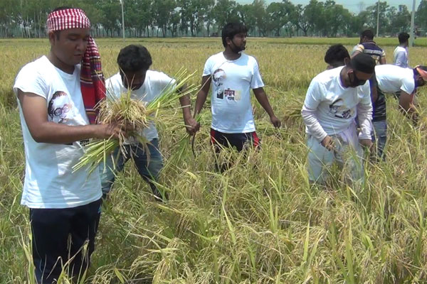 হাকিমপুরে কৃষকের ধান কেটে মাড়াই করে
দিল ছাত্রলীগ