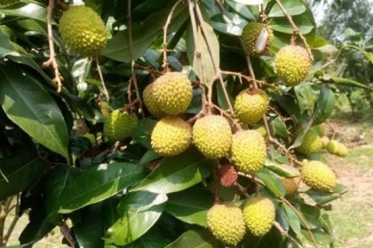 
শ্রীপুরে লিচুর ফলন ভালো, ন্যায্য দামে বিক্রি নিয়ে শঙ্কা