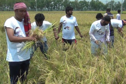 হাকিমপুরে কৃষকের ধান কেটে মাড়াই করে
দিল ছাত্রলীগ