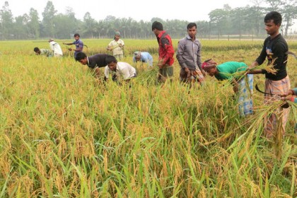 বগুড়ায় ভাল আবহাওয়া ও দূষণ কম থাকায় বোরোর বাম্পার ফলন 

