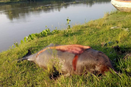 ‘কুসংস্কারের’ কবলে হালদার ডলফিন!     