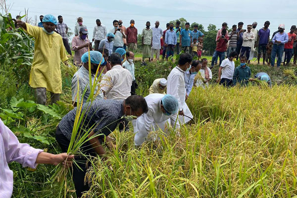 নীলফামারীতে কৃষকের ধান কেটে দিল আওয়ামী লীগ 
