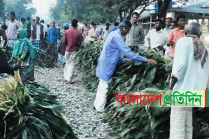 ভুট্টা পাতার হাট বসেছে লালমনিরহাটে!