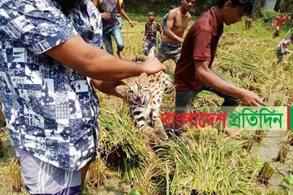 ধানক্ষেত থেকে চিতাবাঘের ৩ শাবক উদ্ধার, অতঃপর...
