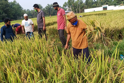 ময়নামতি জাদুঘরের পাশের জমির ধান কেটে দিলেন কর্মকর্তা-কর্মচারীরা