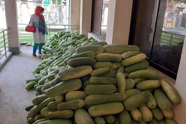 সরাসরি কৃষকদের কাছ থেকে চাল কুমড়া কিনলো সিংড়া উপজেলা প্রশাসন
