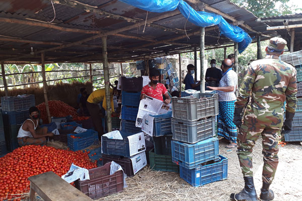 সেনাবাহিনীর সহযোগিতায় দিনাজপুরে পাইকারি বাজারে টমেটোর দাম বেড়েছে