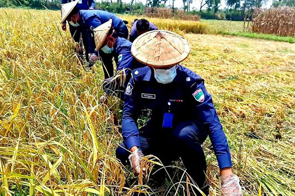 দরিদ্র কৃষকের ধান কেটে দিল পুলিশ


