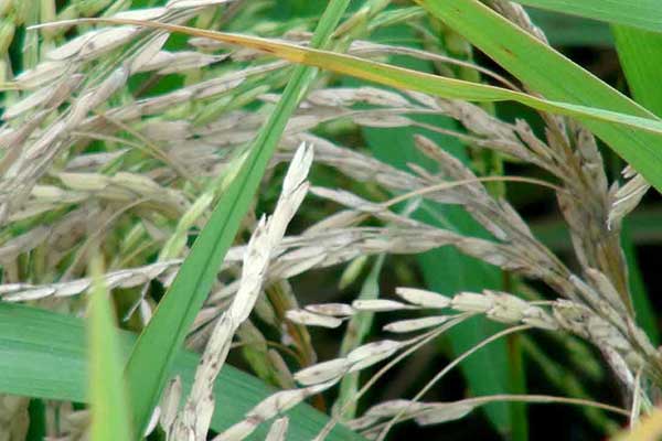 লালমনিরহাটে ধান ক্ষেতে ‘লেট ব্লাইট’র প্রকোপে দিশেহারা কৃষক