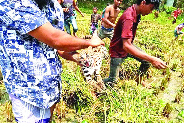 লাকসামে ধানখেতে তিন বাঘ শাবক