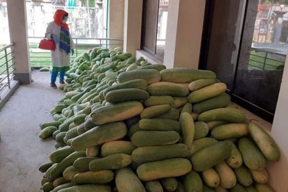 সরাসরি কৃষকদের কাছ থেকে চাল কুমড়া কিনলো সিংড়া উপজেলা প্রশাসন