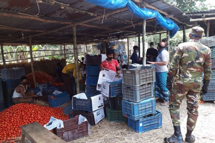 সেনাবাহিনীর সহযোগিতায় দিনাজপুরে পাইকারি বাজারে টমেটোর দাম বেড়েছে