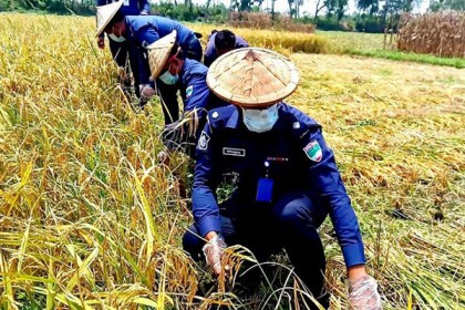 দরিদ্র কৃষকের ধান কেটে দিল পুলিশ


