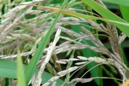 লালমনিরহাটে ধান ক্ষেতে ‘লেট ব্লাইট’র প্রকোপে দিশেহারা কৃষক