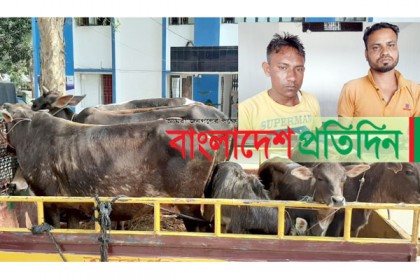 ১৪টি চোরাই গরুসহ বিশ্বনাথে আটক দুই