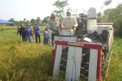 শ্রমিক সংকটে নিজেই মেশিন দিয়ে কৃষকের ধান কাটলেন এমপি রবি 