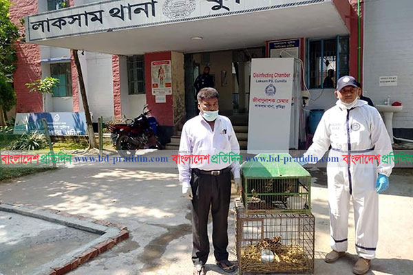 লাকসামে উদ্ধারকৃত মেছো বাঘগুলো বন বিভাগে হস্তান্তর