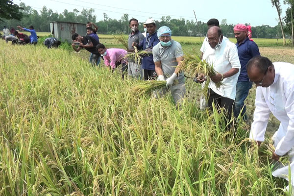 টাঙ্গাইলে কৃষকের ধান কেটে দিল স্কুল-কলেজের শিক্ষার্থীরা