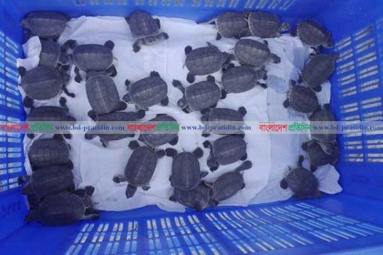 সুন্দরবনে বিলুপ্তপ্রায় বাটাগুর বাসকার ৩৪টি বাচ্চা ফুটেছে