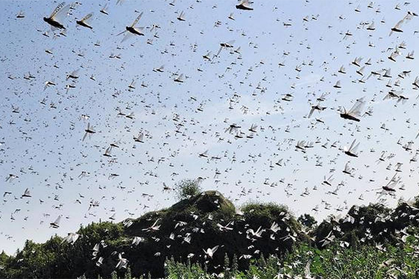 বিপদ বাড়িয়ে পাকিস্তানের লাখ লাখ পঙ্গপাল এখন ভারতে (ভিডিও)