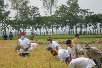 ক্যান্সার আক্রান্ত-প্রতিবন্ধী ব্যক্তিসহ তিন কৃষকের ধান কেটে দিল ছাত্রলীগ