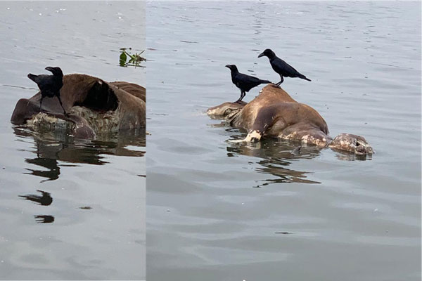 বিপন্ন বুড়িগঙ্গা, ভাসছে মরা গরু