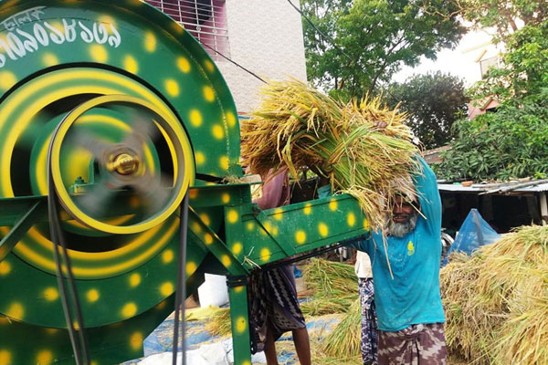চাঁপাইনবাবগঞ্জে বোরো ধান কাটা ও মাড়াইয়ে ব্যস্ত কৃষক
